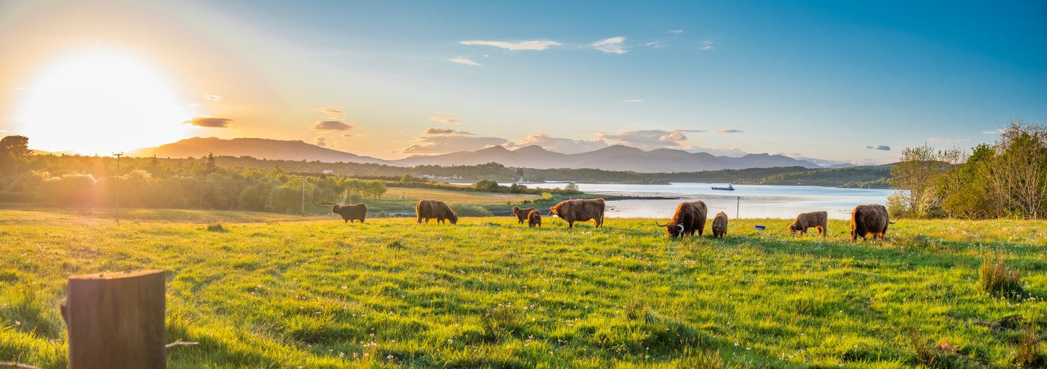 A picture of cows grazing in the Scottish Lowlands.